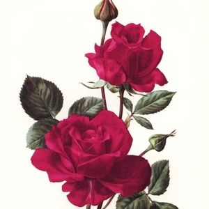 Meet your Posher, Navia